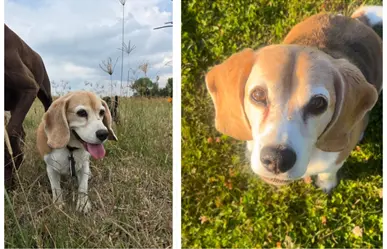 Aaron Ramsey pide ayuda para encontrar a su perrito que se perdió en México