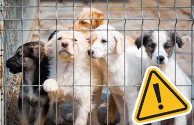 Piedras Negras en la mira por presunta crueldad animal, diputado denuncia al Gobierno Municipal