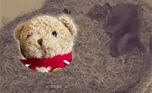 ¡Dale un abrazo a la osa Mina! Lanzan campaña: ¿cómo donar y recibir su peluche?