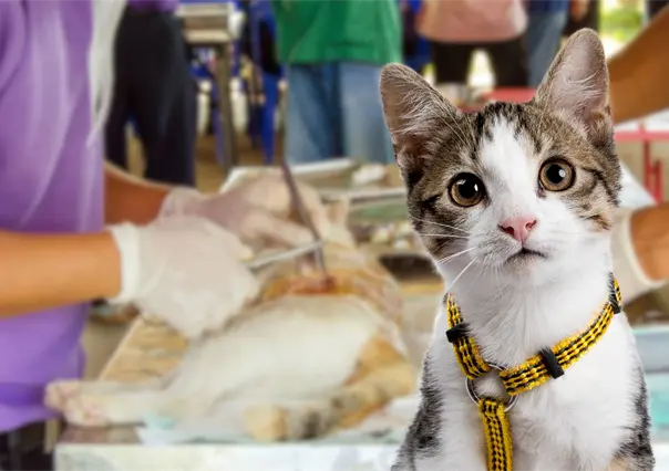 Jornada de Esterilización para Perros y Gatos en La Paz: ¿cuándo y dónde?