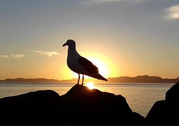 ¿Por fin está bajando la temperatura en BCS? Este es el reporte del clima de la Conagua