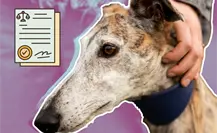 Esto es lo que dice la Ley de Maltrato Animal, ¿qué sanciones existen en Nuevo León? Esto es lo que dice la Ley de Maltrato Animal, ¿qué sanciones existen en Nuevo León?