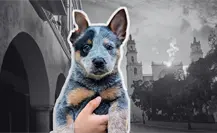 Perrita Sicilia, un caso de maltrato animal que conmocionó a Yucatán Perrita Sicilia, un caso de maltrato animal que conmocionó a Yucatán