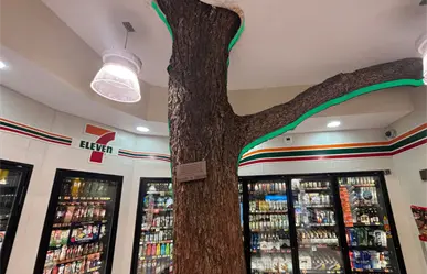 Así es el Seven Tree, la tienda que tiene un árbol vivo en su interior