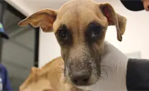 Investigan caso de maltrato animal tras rescate de 8 perros en Ciudad Caucel Investigan caso de maltrato animal tras rescate de 8 perros en Ciudad Caucel