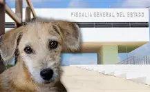 Maltrato animal en Yucatán: por qué es clave denunciar cada caso ante la Fiscalía General del Estado para lograr justicia Maltrato animal en Yucatán: por qué es clave denunciar cada caso ante la Fiscalía General del Estado para lograr justicia