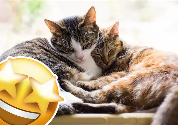 Michi - Fest 2025 en Saltillo, esto es lo que debes saber del evento en pro de mascotas 