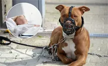 Mujer muere tras ataque de perros en Progreso: dueña es vinculada a proceso por homicidio culposo