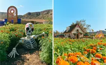 Día de Muertos 2025: Mictlán, el lugar en Tijuana con los spots más coloridos para tus fotos Día de Muertos 2025: Mictlán, el lugar en Tijuana con los spots más coloridos para tus fotos