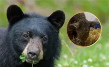 Osa Mina, ¡la paciente más valiente!: cuidadores envían emotivo mensaje sobre su salud Osa Mina, ¡la paciente más valiente!: cuidadores envían emotivo mensaje sobre su salud