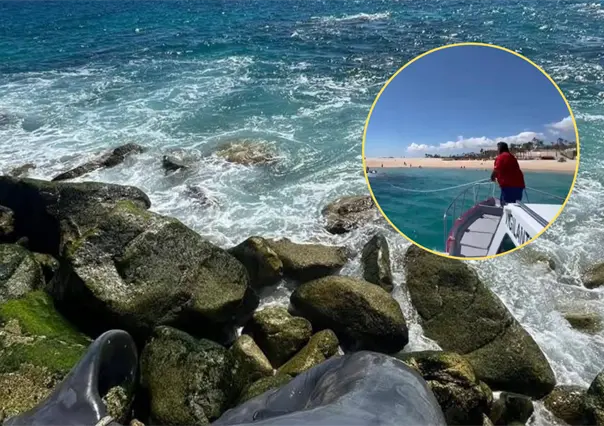 Un triste hallazgo frente a las costas de Los Cabos: retiran a ballenato sin vida cerca del Hotel Paradisus