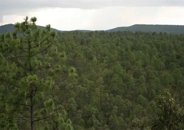 ¿Qué son los bonos de carbono y por qué varios ejidos de Durango son candidatos a obtenerlos?