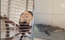 Rescatan a caimán, serpiente y mono capuchino exhibidos ilegalmente cerca del Zócalo