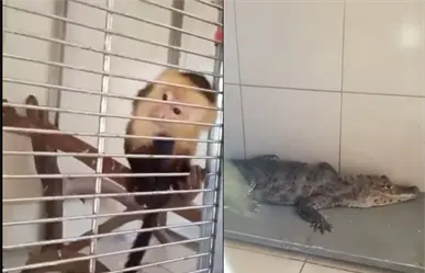 Rescatan a caimán, serpiente y mono capuchino exhibidos ilegalmente cerca del Zócalo