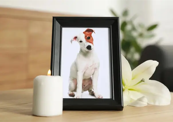 Este panteón de Durango realiza un Altar de Muertos para mascotas ¿cómo participar?