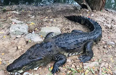 Piden creación de Unidad de Manejo Ambiental ante el crecimiento de cocodrilos en la zona