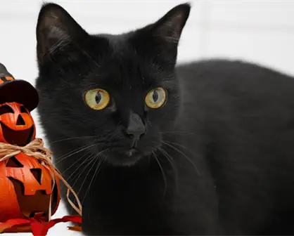 Esta es la razón por la que debe evitarse dar en adopción mascotas durante octubre