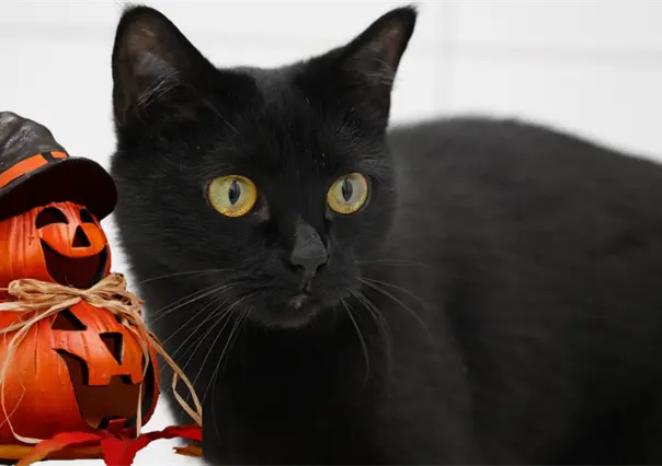 Esta es la razón por la que debe evitarse dar en adopción mascotas durante octubre