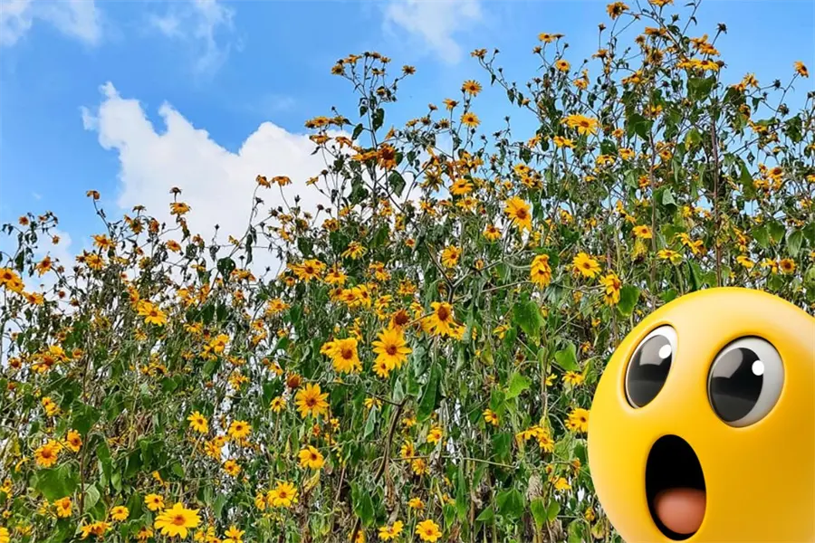 Esta planta nativa de Coahuila se disfraza de girasol y se ha apoderado de los campos de Saltillo