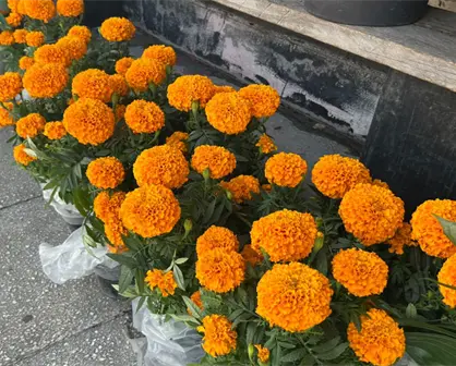 Día de Muertos 2025, ¿dónde comprar flor de cempasúchil en Monterrey?