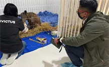 Osa Mina cumple 3 semanas en Invictus y su recuperación sorprende a todos Osa Mina cumple 3 semanas en Invictus y su recuperación sorprende a todos