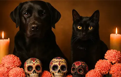 Autoridades de CDMX piden proteger perritos y gatitos negros en Día de Muertos ante posibles riesgos
