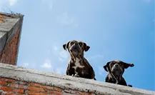 Reglamento de Protección Animal de Guadalupe, estas son las multas por tener un perro en la azotea Reglamento de Protección Animal de Guadalupe, estas son las multas por tener un perro en la azotea
