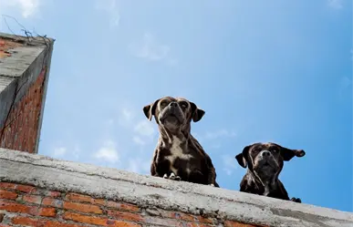 Reglamento de Protección Animal de Guadalupe, estas son las multas por tener un perro en la azotea