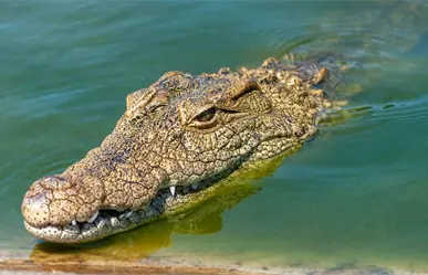 ¿Qué hacer si ves un cocodrilo en Yucatán? Estas son las medidas oficiales que debes saber