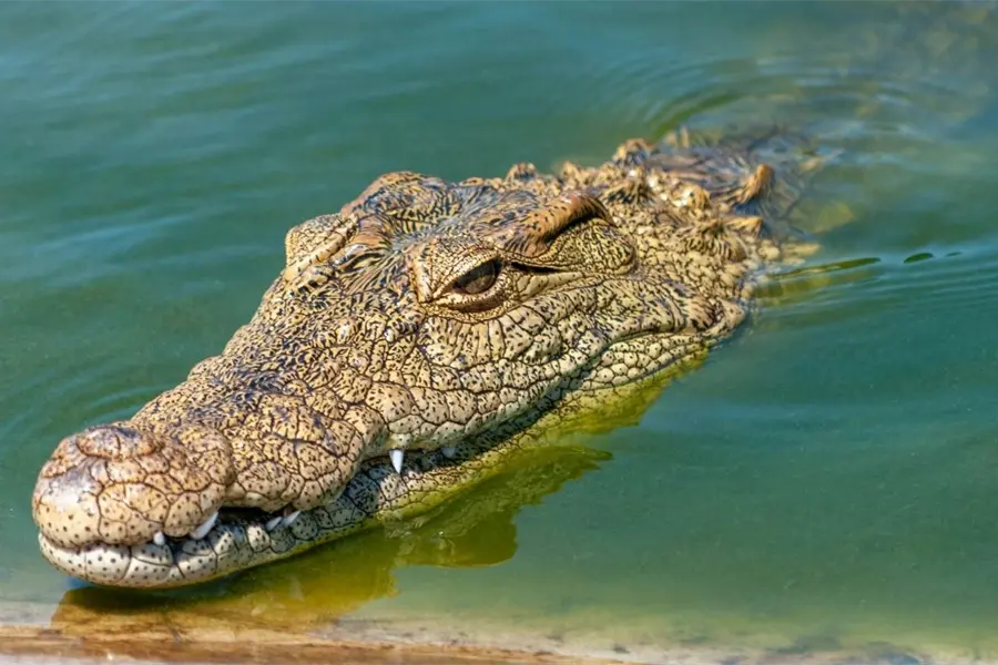 ¿Qué hacer si ves un cocodrilo en Yucatán? Estas son las medidas oficiales que debes saber