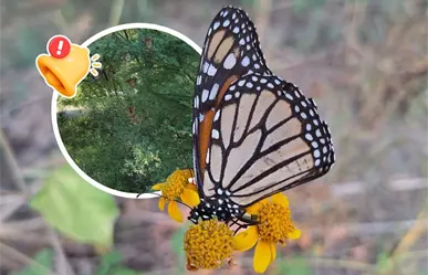 Mariposa monarca en Coahuila: arriban más de 90 ejemplares y marcan el inicio de su migración 2025