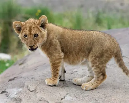 ¡Increíble! Encuentran un león cachorro en un fraccionamiento de Juárez, Nuevo León