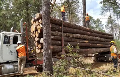 Muere en la sierra de Durango un trabajador forestal; esto le ocurrió