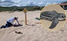 Reportan el primer nido de tortuga Laúd de la temporada 2025-2026 en Baja California Sur Reportan el primer nido de tortuga Laúd de la temporada 2025-2026 en Baja California Sur