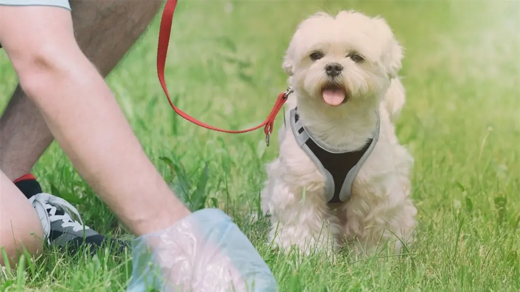 Reglamento de Protección Animal de Guadalupe, esto dice por no recoger los desechos de tu mascota en la calle