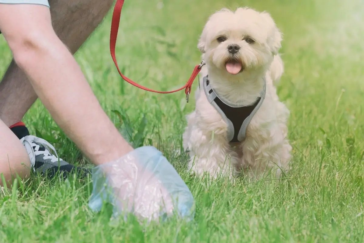 Recoger las heces fecales de tu mascota en la vía pública contribuye a mantener limpia la ciudad y protege la salud de la comunidad. Foto: Canva