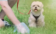 Reglamento de Protección Animal de Guadalupe, esto dice por no recoger los desechos de tu mascota en la calle Reglamento de Protección Animal de Guadalupe, esto dice por no recoger los desechos de tu mascota en la calle