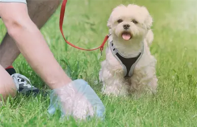 Reglamento de Protección Animal de Guadalupe, esto dice por no recoger los desechos de tu mascota en la calle