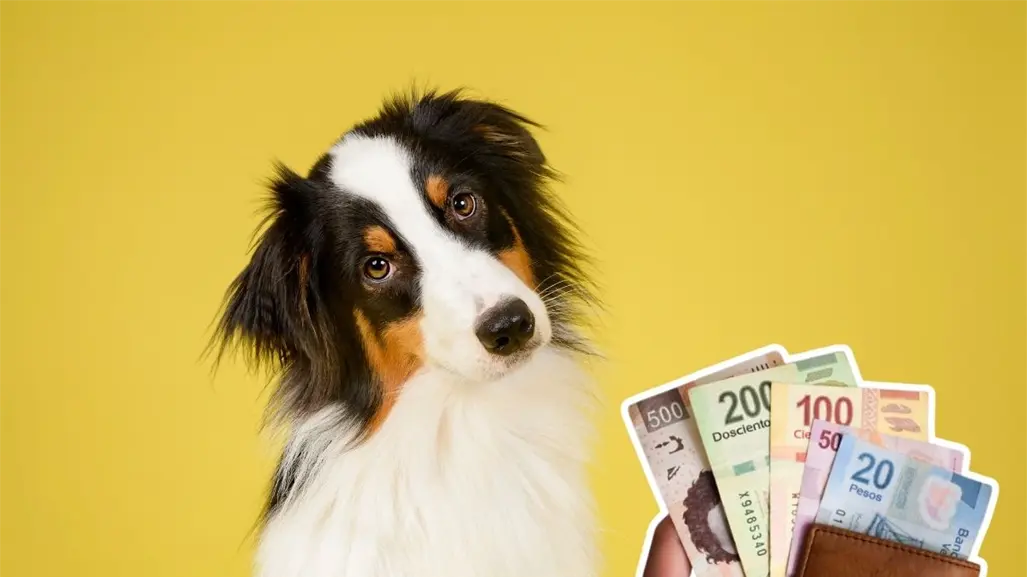 Reglamento de Protección Animal de Guadalupe, esta es la multa por criar mascotas y venderlas