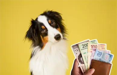 Reglamento de Protección Animal de Guadalupe, esta es la multa por criar mascotas y venderlas