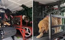 ¿Sabías que en Tijuana hay un gimnasio móvil para perros? Mira cómo funciona ¿Sabías que en Tijuana hay un gimnasio móvil para perros? Mira cómo funciona