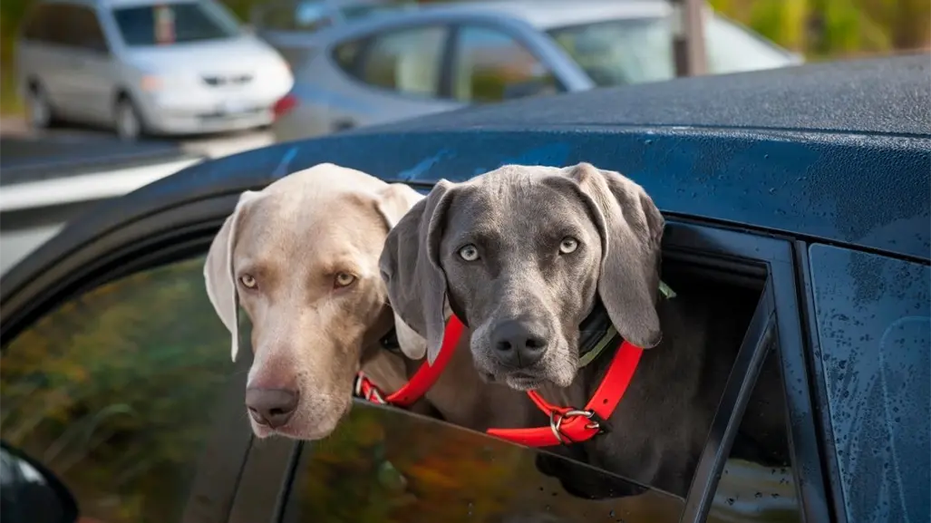 Reglamento de Protección Animal de Guadalupe, esta es la multa por llevar mascotas en el coche