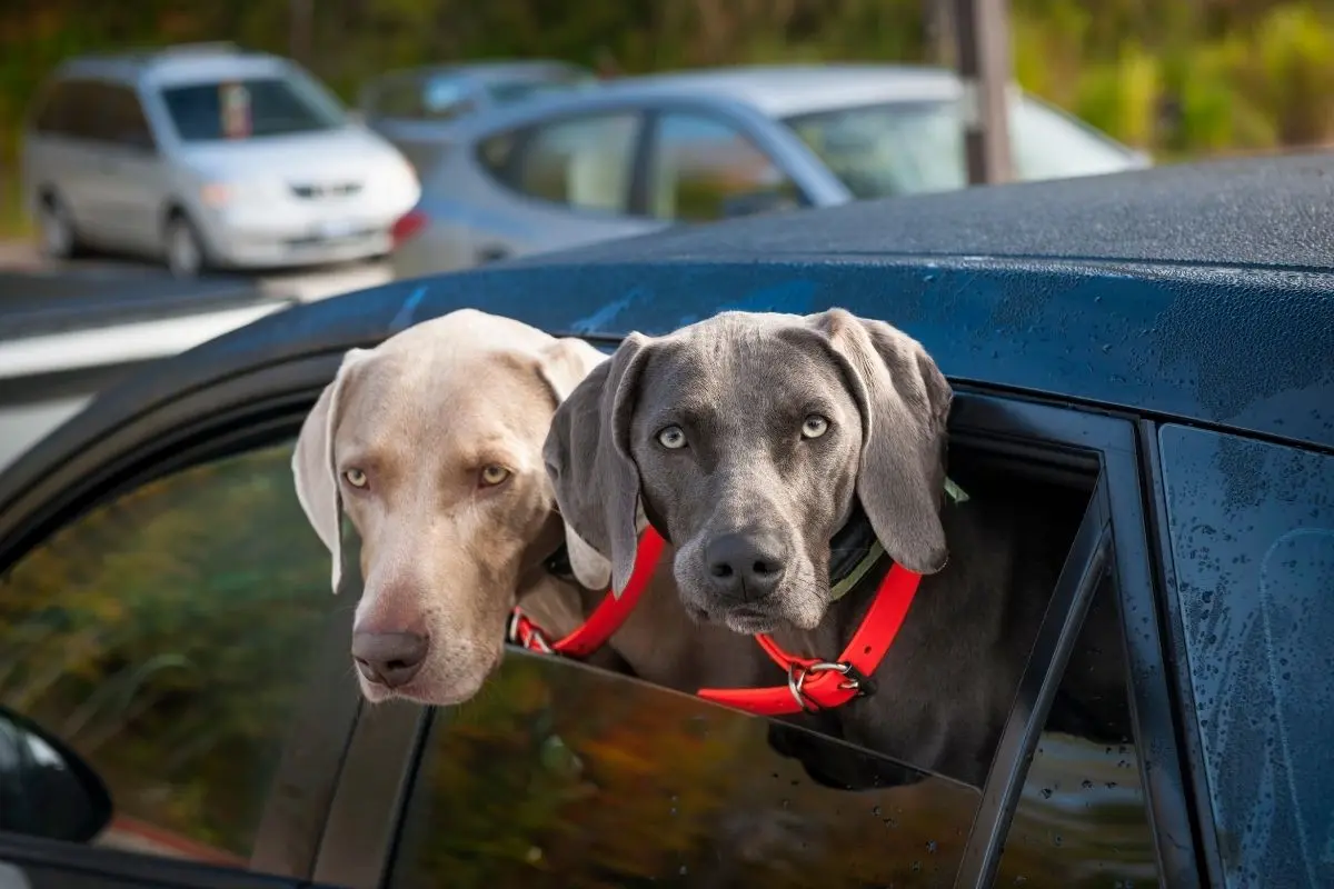 Transportar a las mascotas sueltas al interior de vehículos es motivo de infracción en el municipio de Guadalupe, Nuevo León. Foto: Canva