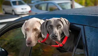 Reglamento de Protección Animal de Guadalupe, esta es la multa por llevar mascotas en el coche