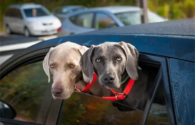 Reglamento de Protección Animal de Guadalupe, esta es la multa por llevar mascotas en el coche