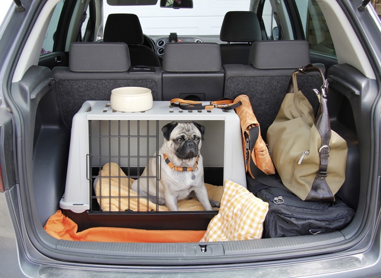 imagen-cuerpo imagen-cuerpo