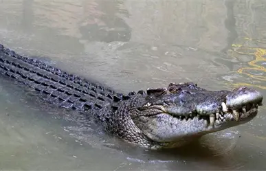 Reubican a cocodrilos en Río Lagartos ante el aumento de avistamientos en zonas urbanas