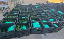 Decomisan más de una tonelada de droga oculta en cargamento de chiles en Sonora