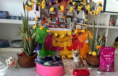 Altares de mascotas adornan comercios en el centro de Mérida