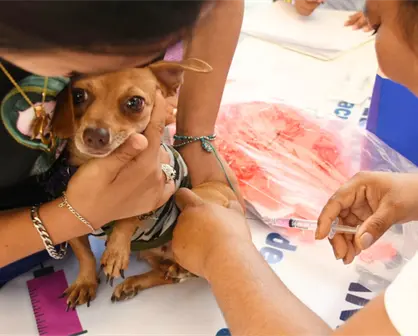 Yucatán refuerza acciones de bienestar animal con esterilización y vacunación antirrábica gratis 